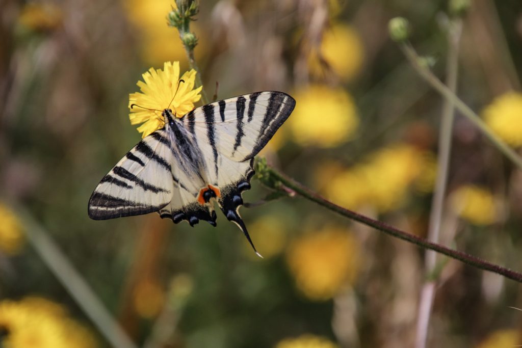 © S. Speck; Butterflies have severely declined in intensively used agricultural landscapes. Species like this enchanting sail swallowtail (Iphiclides podalirius) still occur in our study area and benefit from planted flower strips